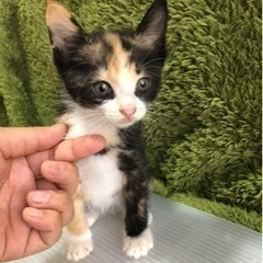 里親様決まりました♪