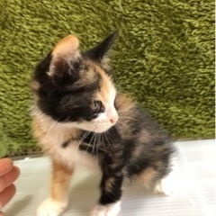 里親様決まりました♪ - 穴水