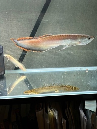 ブラックアロワナ