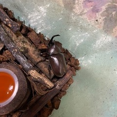 カブトムシあげます