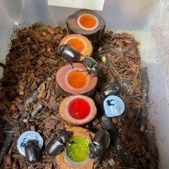 カブトムシのメスあげます
