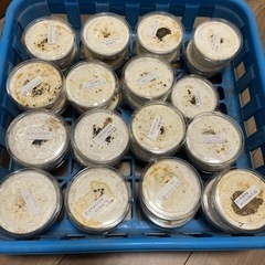 オオクワガタ幼虫　能勢YG