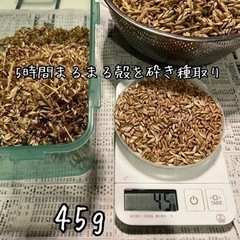 古代小麦を栽培してグルテンフリーに近いパンを作りたい − 沖縄県