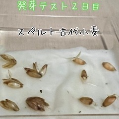 古代小麦を栽培してグルテンフリーに近いパンを作りたい - メンバー募集
