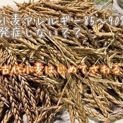古代小麦を栽培してグルテンフリーに近いパンを作りたい - その他