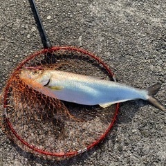 釣り仲間募集