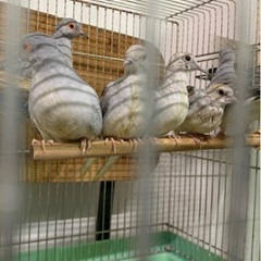 ウスユキバト、キンカチョウ、オカメインコ、マメルリハ達います😌