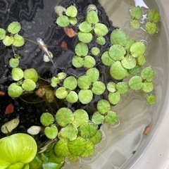 メダカの水草