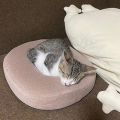 【里親募集中】生後3ヶ月の男の子 - 猫