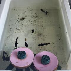 オロチ黄ヒレ