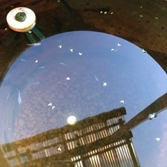 オーロラブルー　稚魚🐟