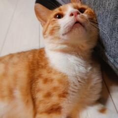 【里親さん交渉中】茶トラ白、人懐っこい男の子です