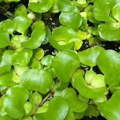 池の布袋草