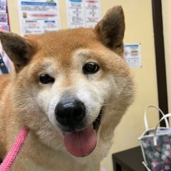 里親決定！　散歩大好きな優しい女の子