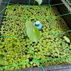 水草　２種類　お譲りします