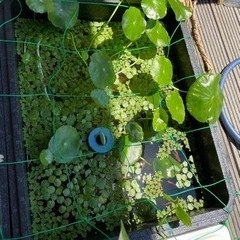 水草　3種類　お譲りします