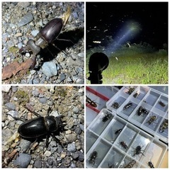 ライトトラップ カブトムシ、クワガタ、蛾採集 仲間募集 - 横浜市