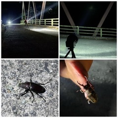 ライトトラップ カブトムシ、クワガタ、蛾採集 仲間募集 - その他