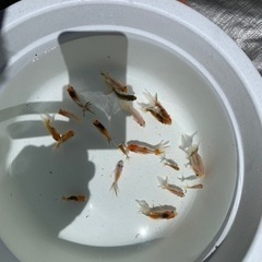 希少金魚　オーロラの稚魚です