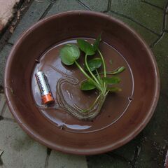 ⭐アマゾン浮草、⭐見栄えあります➡画像2単三電池比較、⭐１0から15本程バケツご用意くだい、発送不可★プロフィール必読ですの画像