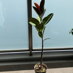 観葉植物　ゴムの木の画像