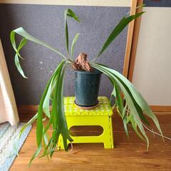 コウモリラン