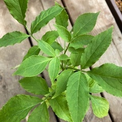 エルダーフラワー　苗の画像