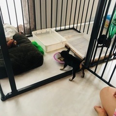 スカンジナビアンペットケージ・ドッグサークル(W1065 x D720 x H710mm)の画像