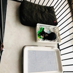 スカンジナビアンペットケージ・ドッグサークル(W1065 x D720 x H710mm)の画像