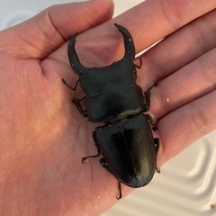 久留米産オオクワガタ【幼虫】