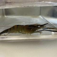 オニテナガエビ　12センチ　熱帯魚　シュリンプの画像