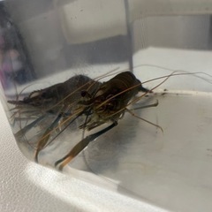 オニテナガエビ　12センチ　熱帯魚　シュリンプの画像