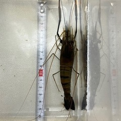 オニテナガエビ　12センチ　熱帯魚　シュリンプ