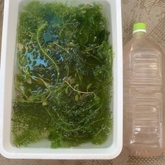 水草
