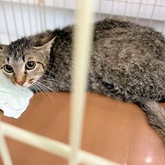 さくら猫☆生後８カ月、キジトラの女の子です（避妊手術・ワクチン接種済み