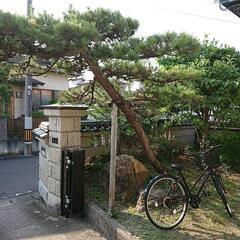 松