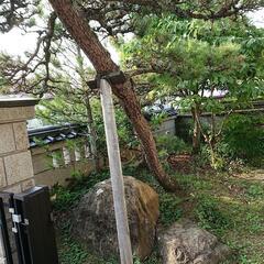 松の画像