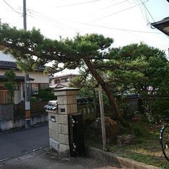松の画像