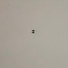 猫脚風白い折り畳みテ－ブルの画像