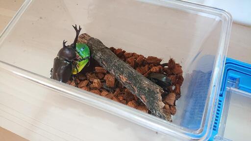 カブトムシペア 飼育セット
