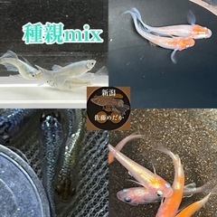 種親mix 明日7/30日土曜日限定　完売終了致しました