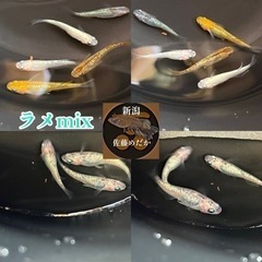 種親mix 明日7/30日土曜日限定　完売終了致しましたの画像