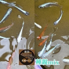 種親mix 明日7/30日土曜日限定　完売終了致しましたの画像