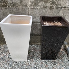 鉢植え