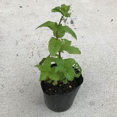 ミント苗 ②