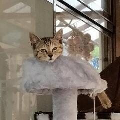 決定😻ブラウンパッチドタビー子猫