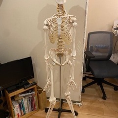 骨模型