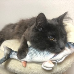 ふさふさ尻尾で甘えん坊なメインクーン雑種のオス1歳 - 豊中市