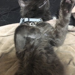 ふさふさ尻尾で甘えん坊なメインクーン雑種のオス1歳 - 猫