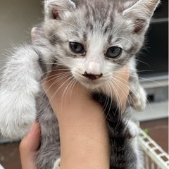 まだ決まってません💦サバ白子猫